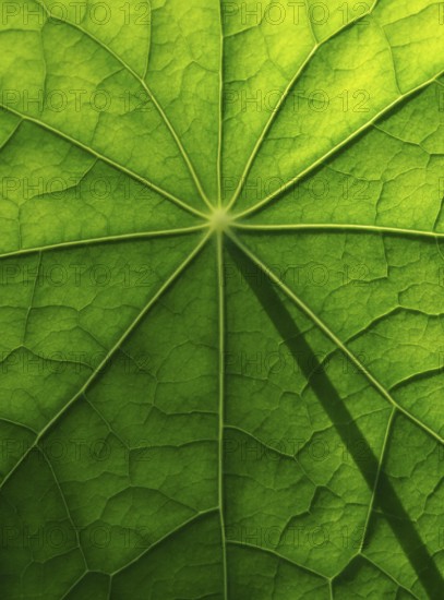 Leaf surface, structure of a nasturtium