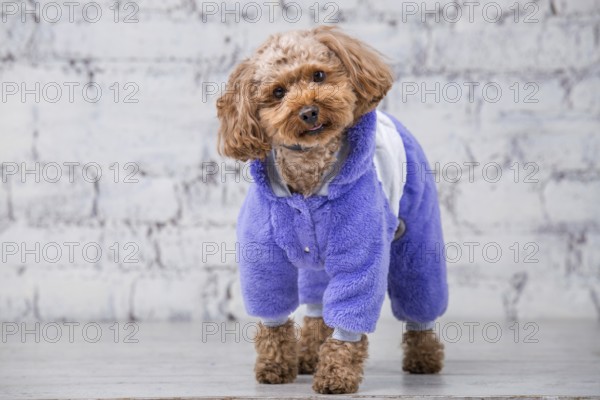 Small funny dog of brown colour with curly hair of toy poodle breed posing in clothes for dogs.