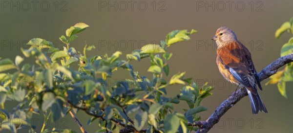 Linnet, Common Linnet, Eurasian Linnet, (Carduelis cannabin), (Acanthis cannabina), Linotte