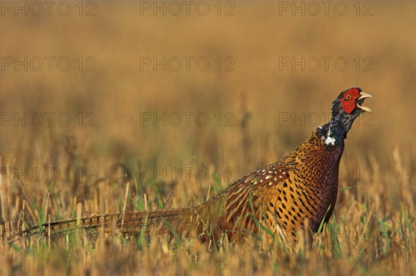 Pheasant (Phasianus colchicus), Faisan de Colchide, Faisan de chasse, Faisán Vulgar, Bad Dürkheim