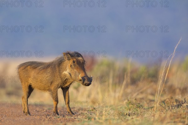 Warthog, (Phacochoerus africanus), animals, mammals, biotope, habitat, Africa, Addo Elephant