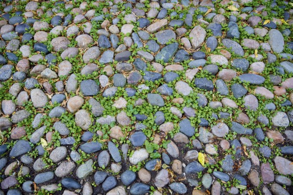 Acorn street Beacon Hill cobblestone soil detail Boston in Massachusetts USA