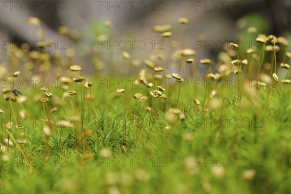 Blueten des Widertonmoos/Frauenhaarmoos. Flowers of Common haircap moss, Common hair moss, great
