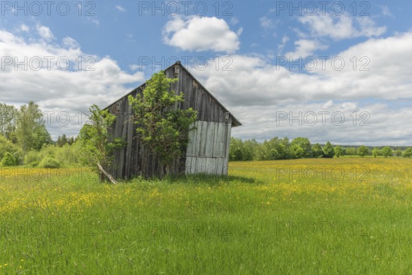 Old barn in a country meadow near Rotenbach wiesen nature reserve. Friedenweiler,