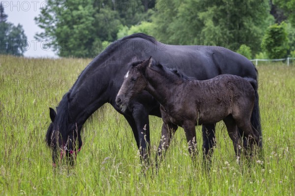 Friesian mare horse and foal on the meadow. Warlander, a cross between a Friesian and a Lusatian