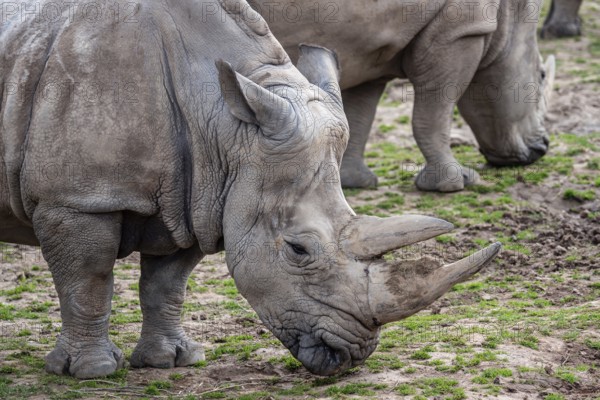 Southern white rhinoceros (Ceratotherium simum simum) . Critically endangered animal species