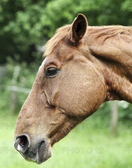 Portrait of a brown horse, 2014