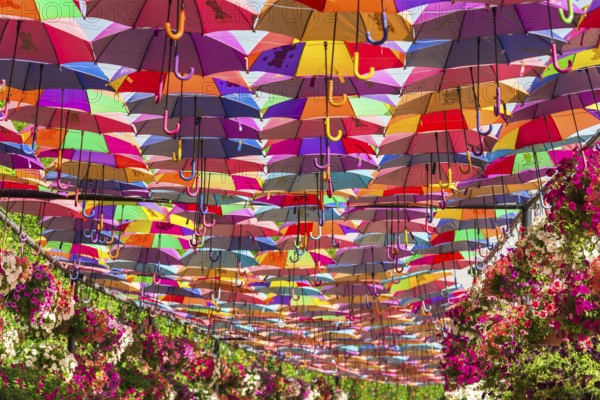 UAE, DUBAI - DECEMBER 30: multicolor umbrellas roof in Dubai miracle garden on December 30, 2014