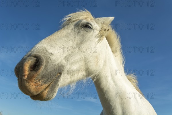 Camargue horse portrait in a pasture in the Camargue national park. Provence-Alpes-Cote d'Azur,