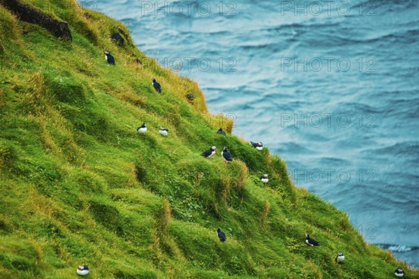 Several puffins dotting a grassy cliff side with the ocean in the background, bird, puffins,