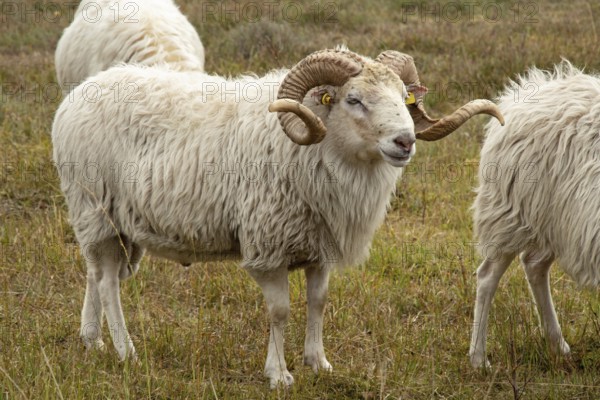 White-horned Heidschnuckenbock in the moor