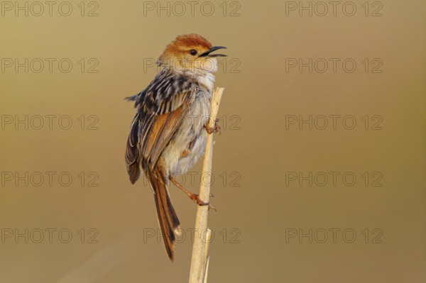 Vley's Cisticola, (Cisticola tinniens), biotope, habitat, perch, False Bay Nature Reserve Stran,