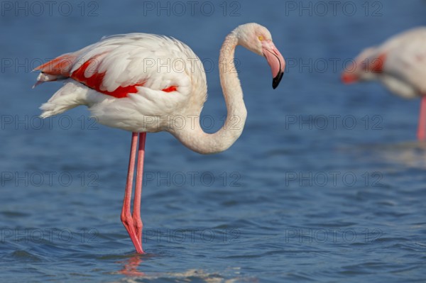Pink flamingo, (Phoenicopterus ruber), Phoenicopterus roseus, animals, birds, flamingo, biotope,