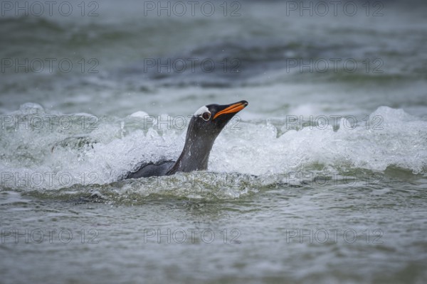 A gentoo penguin (Pygoscelis papua) landing on a beach, Pebble Island, Falkland Islands, Great
