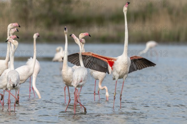 Greater Flamingos in courtship (Phoenicopterus roseus) in a swamp in spring. Saintes Maries de la
