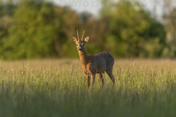 Roebuck (Capreolus capreolus) in a spring meadow. Bas-Rhin, Collectivite europeenne d'Alsace, Grand