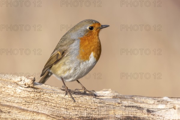 European Robin (Erithacus rubecula) perched on a branch in the forest in winters. Alsace, France,