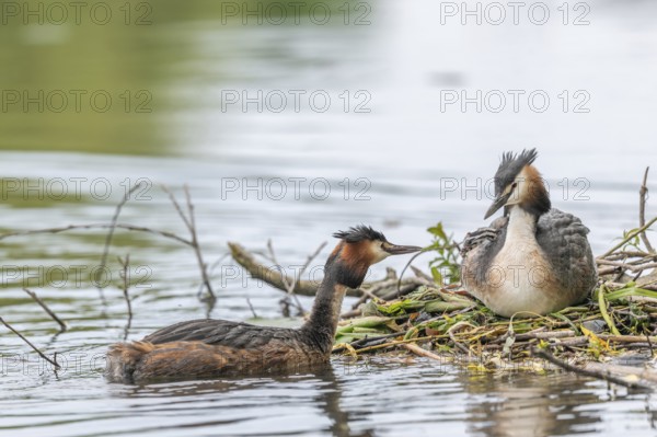 Great Crested Grebe (Podiceps cristatus) bringing a small fish for the chicks a few days old on a
