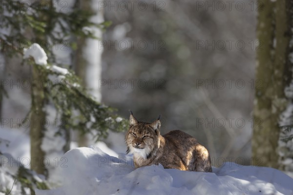 Lynx (Lynx lynx) lying in the snow in the animal enclosure in the Bavarian Forest National Park in