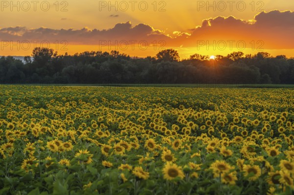 Fields of sunflowers or sun at sunset (Helianthus annuus) grown for its edible seeds, flour and oil