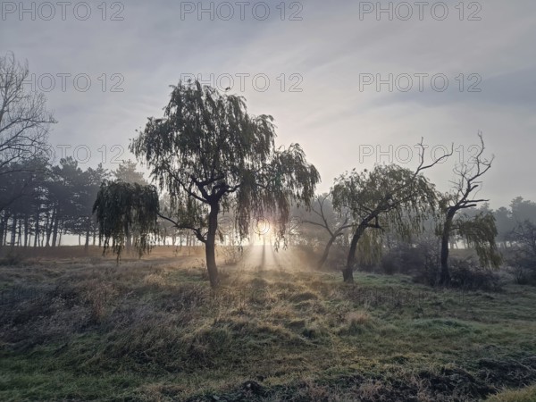 Hazy landscape with the sun rising through the trees casting rays of light through the mist,