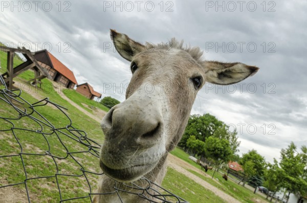 Donkey