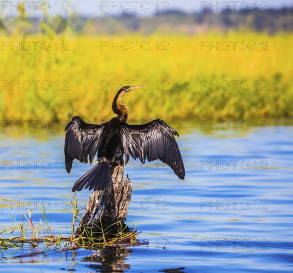 Big Bird wings opened sitting on a tree among water. Chobe National Park on the Zambezi River,