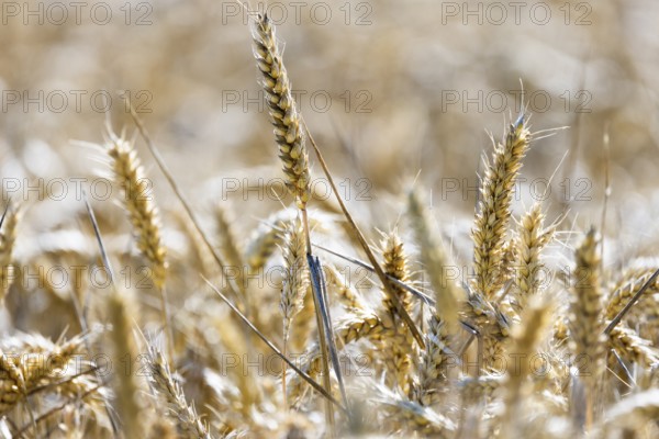 Beautiful golden wheat field with ears of wheat standing close together, Coxhill, Shepherdswell,