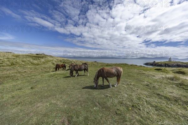 Brown horses grazing in a green meadow by the sea with Twr Mawr Lighthouse in the background, Ynys