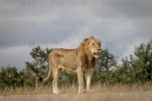 A Lion standing on the road in the Sabi Sand Game Reserve, South Africa, Africa