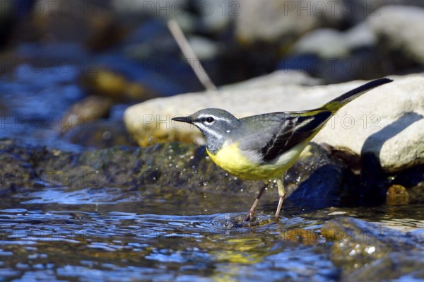 Grey wagtail foraging (Motacilla cinerea)