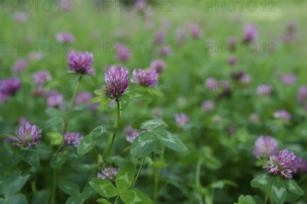 Meadow clover (Trifolium pratense), clover, meadow, flowering meadow, clover grass, green manure,