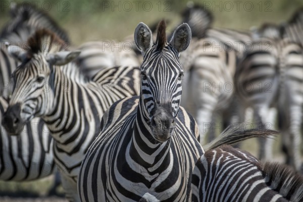 Zebra starring at the camera in the Chobe National Park, Botswana, Africa