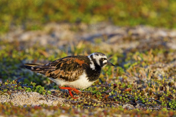 Turnstone, (Arenaria interpres), animals, birds, snipe family, biotope, habitat, foraging,
