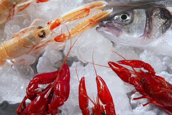 Seabass nephrops, river crabs and clams seafood over ice