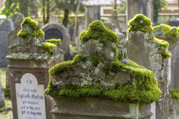 Jewish cemetery with gravestones and grave slabs with green moss, Bad-Buchau, Upper Swabia,