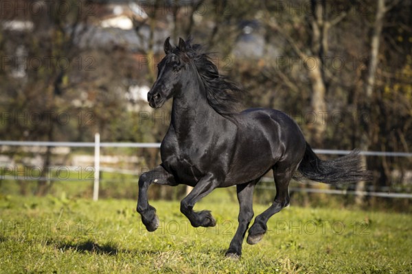 Frisian gelding in the pasture in autumn