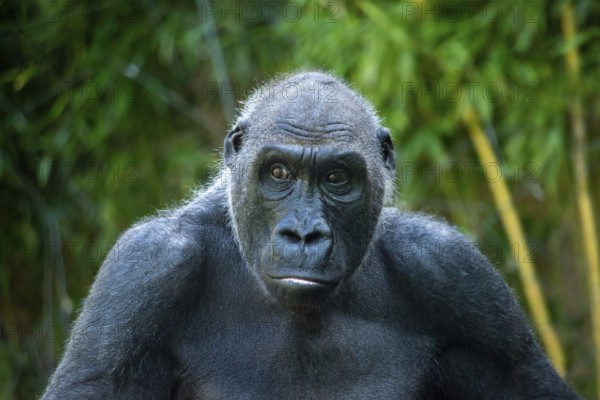 Beautiful Gorilla with a fascinating intelligent expression in the Hellabrunn Zoo in Munich,