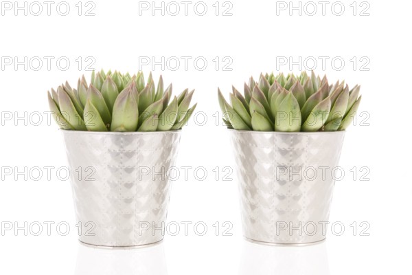 Two succulent plants in metal flower pots isolated over white background