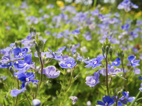 Blue flower, Germander Speedwell, Bird's-eye Speedwell, Veronica chamaedrys, on a meadow, Germany,