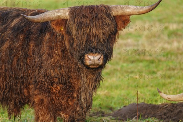 Close-up of a Highland cattle with visible horns and shaggy fur, Velen, Münsterland, North
