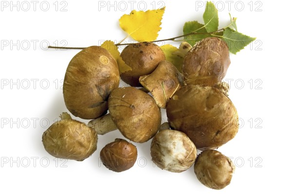 A handful of brown greasers with grass and pine needles on the hats, a sprig of birch trees with