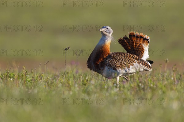 Great bustard (Otis tarda), Outarde barbue, Avutarda Común, Spain, Toledo, Hides De Calera / Great
