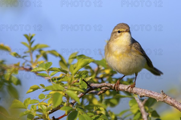 Willow Warbler, Willow Warbler, Phylloscopus trochilus, Pouillot fitis, Mosquitero Musical, Bad