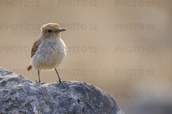 Arabian wheatear, Arabian wheatear, (Oenanthe lugentoide, Middle East, Oman, Jabal Samhan, Salalah,