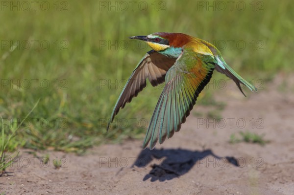Bee-eater, (Merops apiaster), flight photo, Tiszaalp-r, Kiskuns-gi National Park, B-cs-Kiskun,