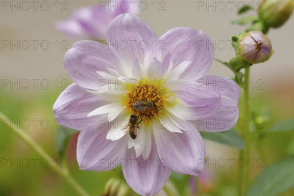 Honey bees (Apis mellifera) visiting autumn anemone (Anemone hupehensis), Schwäbisch Hall,