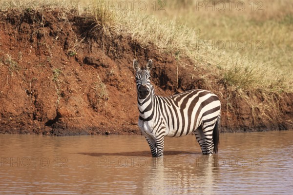 Burchell's Zebras at a Waterhole in Ikoma, near Serengeti National Park, Tanzania, East Africa,