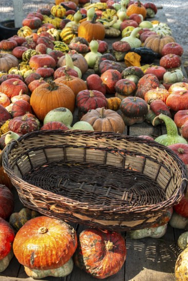 Variety of many pumpkins on the market. Different types pumpkins arranged on wooden table. Pumpkin