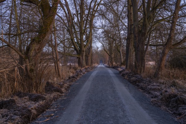 Path through an old avenue. Trees in a winter landscape with ice and frost in a nature reserve.
